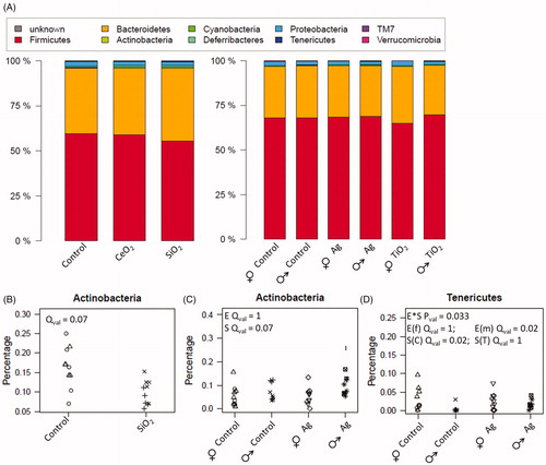 Figure 3. Abundances of phyla in the intestinal microbiome of mice after ENM exposure. In study 1, female mice were fed with feed pellets containing either no additive, 1.0% CeO2 or 1.0% SiO2 (N = 10 each). In study 2, female and male mice were fed with feed pellets containing either no additive (N = 19, 10 female and 9 male), 0.2 % Ag (N = 20, 10 per sex) or 1.0% TiO2 (N = 19, 10 female and 9 male) (A). In the scatter plots (B–D) the abundances of selected phyla in ENM exposed mice are displayed compared to the respective control. The different shapes of the dots represent the different cages. p-Values were calculated based on mixed effect models. In study 2, the interaction between sex and ENM was removed when not significant. Q Values were obtained by FDR correction. p Values ≤0.05 and Q values ≤0.10 were considered significant. E = ENM, S = Sex, f = female, m = male, C = Control, T = Treatment.