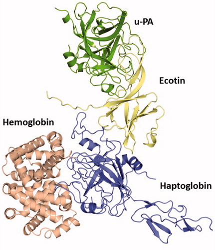 Figure 6. The quaternary complex HB–human HP–ecotin--uPA constructed based on the structural alignment with the crystal structure of the complex porcine HP–HB (PDB ID: 4F4O). This theoretical data revealed that even bound to ecotin, HP is able to establish feasible interactions to protect key HB residues from oxidative modification after exposure to hem-induced ROS. Thus, this complex points to the maintenance of HP physiological role despite its binding to this inhibitor. HB (light red), HP (blue), ecotin (yellow) and u-PA (green). See the colored picture on the online version.