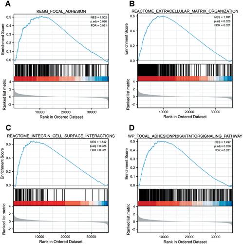 Figure 5 Enrichment plots were illustrated for a set of activated genes related to (A) focal adhesion, (B) extracellular matrix organization, (C) integrin cell surface interactions, and (D) focal adhesion-PI3K-Akt-mTOR-signaling pathway in the colorectal cancer cases with high MIR31HG expression.