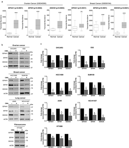 Figure 4. Expression of EIF4A1, EIF4H, and DDX3X in multiple primary cancer cohorts and their targetability by CMA. (a) Transcript abundance (probe intensity) of the indicated genes in primary Ovarian (GSE40595) Cancer (31) Normal (8) and Breast (GSE65194) Cancer (153) Normal (11) datasets. Differential expression was determined using Mann–Whitney U test. (b) and (c) The expression levels of EIF4A1, EIF4H and DDX3X in untreated and CMA-activated conditions in the indicated multiple cancer cell lines. CMA treatment for different cancer cells are as follows: 2 μM AC220 and 20 μM spautin-1. OVCAR3, ES2, HCC1500 and HT1080 for 24 h, A549, NCI-H1437 and SUM159 for 36 h. ACTB was used for equal loading. (n = 3) Data are presented as mean ± S.D. *p < 0.05 **p < 0.01 ***p < 0.001; two-tailed student’s t-test.