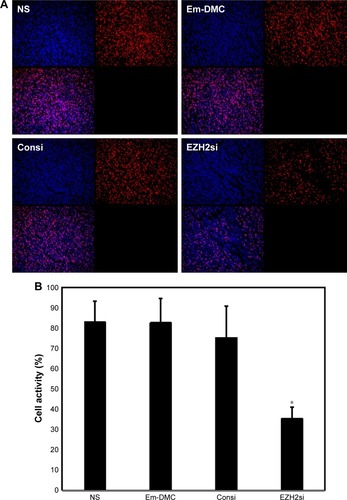 Figure 10 Cell proliferation detection.Notes: (A) Cell proliferation was assessed by counting the number of Ki67-positive cells in the field (five high power fields per slide). (B) Mean cell proliferation every five fields was added. EZH2si-DMC was superior to other controls in inhibiting cell proliferation. EZH2si-DMC significantly inhibited cell proliferation. *P<0.01, EZH2si-DMC versus NS, DMC, Consi-DMC.