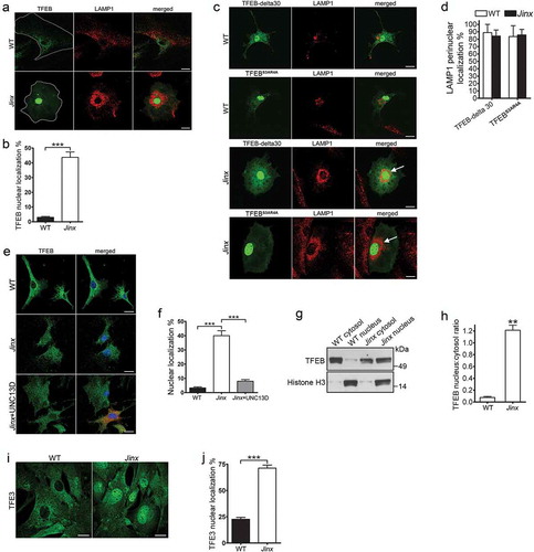 Figure 5. TFEB is activated in UNC13D-deficient cells. (a) Confocal microscopy analysis of the localization of TFEB and LAMP1. Wild-type (WT) and unc13d-null (Jinx) cells were transfected with a TFEB-EGFP expression vector and immuno-stained with anti-LAMP1 antibody. Representative images are shown. Scale bar: 20 µm. (b) Quantification of the distribution of TFEB-GFP in WT and Jinx cells. The data is represented as mean ± SEM. At least 20 cells for each group were analyzed. ***p < 0.001, Student’s t-test. (c) Confocal microscopy analysis of the localization of constitutively active TFEB and LAMP1. WT and Jinx MEFs were transfected with EGFP-TFEB-delta30 or EGFP-TFEBS3AR4A expression vectors and immuno-stained with anti-LAMP1 antibody. Representative images are shown. Scale bar: 20 µm. The arrows indicate the change in the distribution of LAMP1-positive puncta showing re-localization towards the perinuclear area. (d) Quantification of the data show in (c). The data is represented as mean ± SEM. At least 20 cells were analyzed. (e) Confocal microscopy analysis of the distribution of endogenous TFEB (green) and nuclei (blue) in WT, Jinx and Jinx MEFs rescued by the expressing mCherry-UNC13D (red). Scale bar: 20 µm. (f) Quantification of the data shown in E. The percentage of MEFs with nuclear localized TFEB is presented as mean ± SEM from at least 50 cells. ***p < 0.001, Student’s t-test. (g) Cytosol and nuclear fractions from WT and Jinx MEFs were analyzed by Western blot. Histone H3 was used as a marker of the nuclear fraction. (h) Quantification of the nucleus:cytosol ratio of TFEB from 3 independent experiments. The results are presented as mean ± SEM. **p < 0.01, Student’s t-test. (i) Confocal microscopy analysis of the distribution of endogenous TFE3 in WT and Jinx MEFs. Scale bar: 20 µm. (j) The percentage of cells with nuclear localized TFE3 are presented as mean ± SEM from the analysis of at least 50 cells. ***p < 0.001, Student’s t-test.