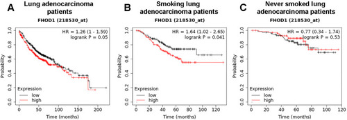 Figure 8 FHOD1 mRNA expression in patients with lung adenocarcinoma. Overall survival (OS) of lung adenocarcinoma patients, n=719 (A). OS of smoking lung adenocarcinoma patients, n= 246 (B). OS of never smoked lung adenocarcinoma patients, n=143 (C).