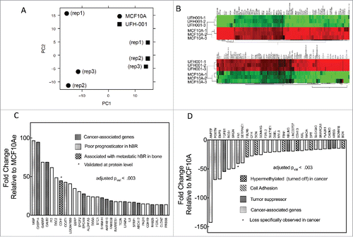 Figure 4. Microarray data. Panel A. Principal component analysis (PCA) of the microarray data. Panel B. Heat-map comparing microarray data of differentially expressed genes between UFH-001 and MCF10A cells (top 100 differentially- expressed genes are shown). Panel C. Top 30 up-regulated mRNA species (fold-change) in UFH-001 cells relative to MCF10A. Panel D. Top 30 down-regulated mRNA species (fold-change) in UFH-001 cells relative to MCF10A.
