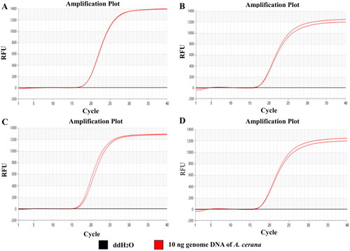 Figure 2. Temperature optimization of the Proofman-LMTIA reaction: 60 °C (A); 61 °C (B); 62 °C (C); 63 °C (D).