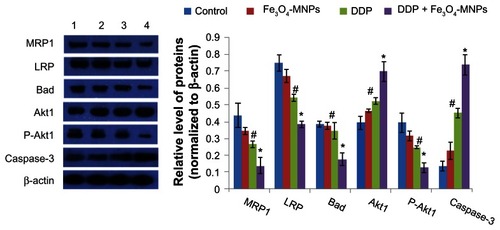 Figure 7 Expression of proteins in DDP-resistant A549 cells after treatment for 48 hours.Notes: Line 1, control; line 2, 25 μg/mL Fe3O4-MNP; line 3, 20 μmol/L DDP; line 4, Fe3O4-MNP-DDP. #P < 0.05 versus control group; *P > 0.05 versus DDP alone.Abbreviations: Fe3O4-MNP, magnetic Fe3O4 nanoparticles; DDP, cisplatin; MRP1, multidrug resistance-associated protein-1; LRP, lung resistance-related protein.