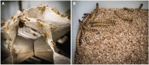 Figure 1. Crickets Acheta domesticus (A) and Yellow mealworm Tenebrio molitor (B) reared as feed for reptiles and birds in the zoo.