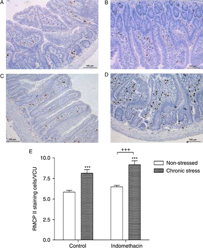 Figure 7.  Effect of stress on the number of mucosal mast cells per VCU. (A–D): Microphotographs show RMCPII immunopositive cells (mucosal mast cells: dark staining) in the intestinal ileum mucosa of (A) control-nonstressed, (B) control-stressed, (C) indomethacin-nonstressed and (D) indomethacin-stressed animals. (E) Bar diagram representing the number of mucosal mast cells per VCU in ileum mucosa of each group. Three to five sections were counted per rat, 7–10 well-oriented VCUs were examined per section. Data are mean ± SEM, n = 13–16 rats/group. Indomethacin-treated rats showed an increase in mast cell count per VCU compared to the control group (two-way ANOVA, p = 0.0274). Stress also increased mast cell count per VCU both in control and indomethacin-treated rats (two-way ANOVA, p < 0.001). ***p < 0.001 vs. control-nonstressed group; +++p < 0.001 vs. indomethacin-nonstressed group.
