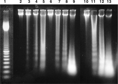 Figure 5. Example of DNA fragmentation shown on agarose gel electrophoresis after different treatments in rL929 cells. Lane 1: 100 bp marker, lanes 2–5 represent 6 h, 9 h, 12 h, 24 h after the heating treatment, respectively. Lanes 6–9 represent 6 h, 9 h, 12 h, 24 h after the H + T treatment, respectively. Lanes 10–13 represent 6 h, 9 h, 12 h, 24 h after the T + H treatment, respectively. The data are representatives of three independent experiments.