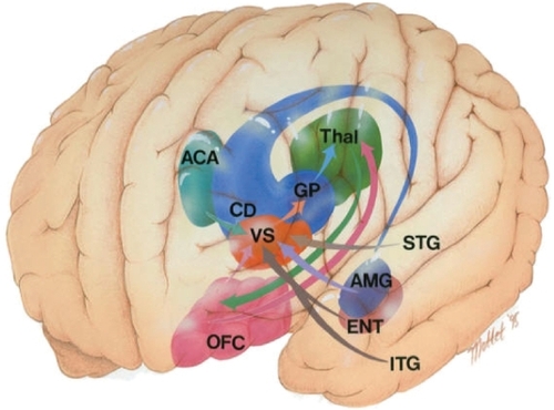Figure 5 The medial orbitofrontal – basal ganglia loop. Copyright © 1996, American Psychiatric Publishing. Adapted with permission from CitationZald DH, Kim SW. 1996. Anatomy and function of the orbital frontal cortex. I: Anatomy, neurocircuitry, and obsessive-compulsive disorder. J Neuropsychiatry Clin Neurosci, 8:125–38.