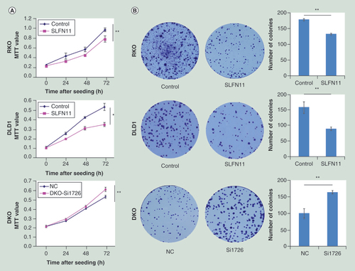 Figure 3. SLFN11 suppresses colorectal cancer cell proliferation. (A) The effect of SLFN11 on cell proliferation was measured by the MTT assay for 72 h – SLFN11: SFLN11 re-expressed CRC cells. Control: empty vector. *p < 0.05, **p < 0.01. (B) The effects of SLFN11 on colony formation in colorectal cells; **p < 0.01. (C) Cell phase distribution in SLFN11 re-expressed cells (RKO and DLD1) and the effects of knockdown of SLFN11 (DKO) on cell cycle. *p < 0.05, **p < 0.01. (D) SLFN11, cyclin D1 and cyclin E1 were detected by western blot in SLFN11 re-expressed (RKO and DLD1) cells and control cells. (E) SLFN11, cyclin D1 and cyclin E1 were detected by western blot in SLFN11 knockdown DKO cells and control cells.