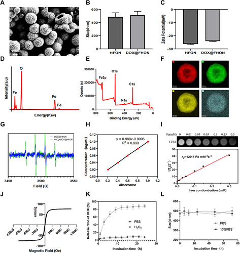 Figure 2 Characterization and detection of HFON and DOX@HFON: (A) SEM images of HFON and the inserted picture is HFON cross section SEM image; (B and C) DLS and Zeta detection results of HFON and HFON loaded with DOX; (D) EDS spectrum and quantitative analysis results of DOX@HFON; (E) XPS spectrum of DOX@HFON; (F) Mapping result of DOX@HFON, including Fe, O, N and C element; (G) ESR detection of HFON and DOX@HFON: ability to generate • OH; (H) Standard curve of DOX@HFON; (I) T2 relaxation rate of DOX@HFON, and T2-weighted images under different iron concentrations (mM); (J) The hysteresis curve of DOX@HFON. (K) DOX@HFON release curve in vitro; (L) Stability detection of DOX@HFON in PBS and 10% FBS.