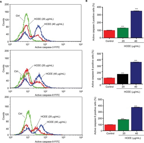 Figure 8 Effect of HCEE on activation of caspases.Notes: (A) Flow cytometry analysis of active caspase-3, caspase-8, and caspase-9 in HeLa cells. (B) Quantitative analysis of apoptotic cell population for active caspase-3, caspase-8, and caspase-9. Data are represented as mean ± SD values of three experiments. ***P<0.001 compared with untreated control group.Abbreviations: FITC, fluorescein isothiocyanate; HCEE, Hedychium coronarium ethanol extract.