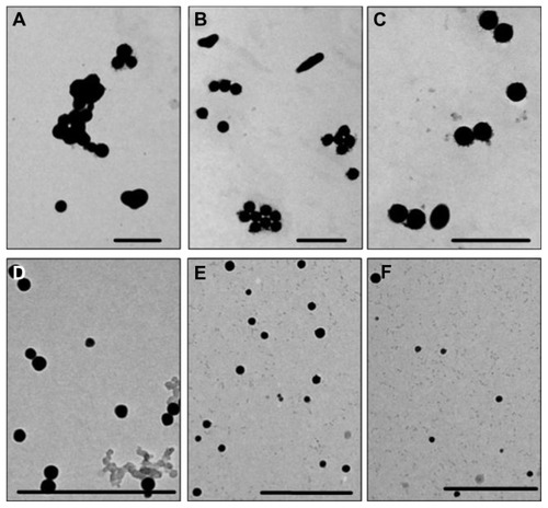 Figure 1 Transmission electron microscopic images of selenium nanoparticles obtained at different Spirulina polysaccharide concentrations at the reaction time of 24 hours: (A) 0 mg/L; (B) 1 mg/L; (C) 5 mg/L; (D) 10 mg/L; (E) 50 mg/L; (F) 100 mg/L.Note: Scale bar 500 nm.