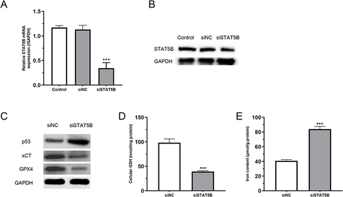 Figure 3 STAT5B regulates p53/xCT pathway and promotes ferroptosis in Jeko-1 cells. (A and B) Transfection results of Jeko-1 cells silencing STAT5B. (C) Effect of silencing STAT5B on p53, xCT and GPX4 protein expression. (D) Effect of silencing STAT5B on GSH levels in cells. (E) Effects of silencing STAT5B on iron ion levels in cells. ***P < 0.001 vs siNC.