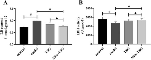 Figure 6. LD content and LDH activity in the control group, model group, TSG group and Mito-TSG (mean ± SD, n = 10). (A) LD content, (B) LDH activity. #P<0.05, comparison with control group; *P<0.05, comparison with model group;▴P<0.05, comparison with TSG group.