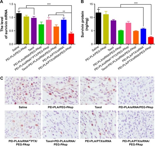 Figure 10 In vivo antitumor effects of systemic administration of PTX and survivin siRNA co-delivery NPs in A549 tumor-bearing mice. BALB/c male nude mice (4–6 weeks old, 18–22 g) in each group were subcutaneously implanted with 2×106 A549Luc cells in the right oxter to establish the subcutaneous tumor model. The mice were injected intravenously with various formulations (N/P=30, C/N=1/5; PTX content: 6.04%). PTX was administered at a dose of 7.5 mg/kg, and survivin siRNA was administered at a dose of 3 mg/kg. (A) Tumorous levels of survivin mRNA. (B) Tumorous levels of survivin protein. Expression of survivin mRNA and protein was analyzed using one-way analysis of variance. ***p<0.001, **p<0.05 (n=5). (C) Immunohistochemistry images of representative tumor tissues after staining with survivin antibody, ×200 (n=5).Abbreviations: PTX, paclitaxel; NPs, nanoparticles; PEI-PLA, polyethyleneimine-block-polylactic acid; PEG-PAsp, poly(ethylene glycol)-block-poly(L-aspartic acid sodium salt).