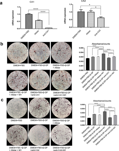 Figure 4 The effect of anti-CA1 and anti-CA2 siRNA on VSMC calcification. VSMCs were transfected with anti-CA1 and anti-CA2 siRNA and cultured in M1 macrophage supernatant and calcification-inducing medium (1:1) (ANOVA, *Stands for p<0.05, **Stands for p<0.01, ***Stands for p <0.001, and ****Stands for p <0.0001). (a) Real-time PCR indicated the successful inhibition of target gene expression in VSMCs by anti-CA1 and anti-CA2 siRNAs. (b) AR-S staining showed few calcified nodules in VSMCs that were transfected with anti-CA1, and M1 culture supernatants partially restored calcification levels (the location of calcification nodules was marked with black arrows). Quantification of calcification with a cetylpyridine chloride assay verified this result. (c) AR-S staining showed few calcified nodules in VSMCs that were transfected with anti-CA2 siRNA, and M1 culture supernatants partially restored calcification levels (the location of calcification nodules was marked with black arrows). Quantification of calcification with a cetylpyridine chloride assay verified this result. CA1 and CA2 expression plays an essential role in the calcification of VSMCs.