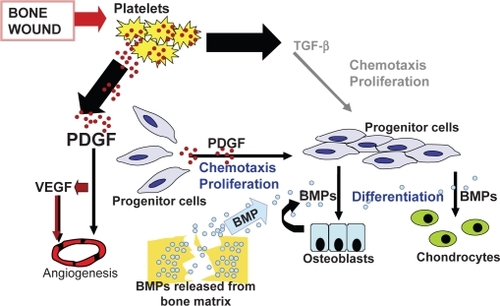 Figure 1 Cell signaling in chemotaxis and cell proliferation during wound-healing: Platelet derived growth factor (PDGF), vascular endothelial growth factor (VEGF), and transforming growth factor-beta (TGF-β) play an integral role in the signal cascade responsible for chemotaxis and cell migration during wound-healing. The recruitment of osteoprogenitor cells and their proliferation provides a pool of cells that will respond to bone morphogenic protein (BMP). Reproduced with permission from CitationHollinger JO, et al 2008. Recombinant human platelet-derived growth factor: biology and clinical applications. J Bone Joint Surg Am, 90:48–54. Copyright © 2008. The Journal of Bone and Joint Surgery, Inc.