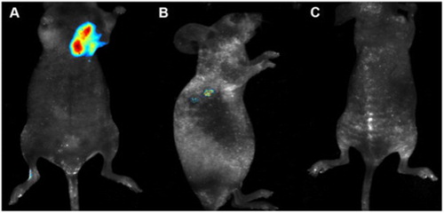 Figure 6. Tumor nude mice models of cervical carcinoma in vivo imaging. (A) In vivo fluorescence imaging 24 h after a subcutaneous injection of 5 mmol/L Au/Ce NCs solution near the tumor. (B) In vivo fluorescence imaging 24 h after an intravenous injection of 5 mmol/L Au/Ce NCs solution through the tail. (C) Control nude mice without tumor after intravenous injection equivalent to PBS through the tail. Fluorescent Au/Ce NCs were observed inside the tumors using a 455 nm excitation wavelength (Adapted with permission from Ge et al. (Citation118)).