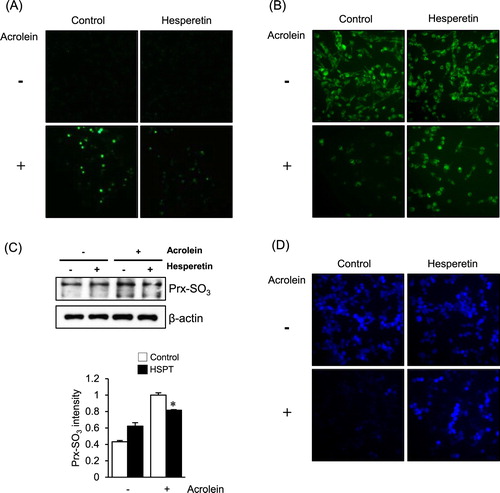 Figure 2. Effects of hesperetin on the cellular redox status and oxidative damage to LLC cells exposed to acrolein. (a) LLC cells were stained with DCFH-DA for 30 min, and DCF fluorescence was measured by fluorescence microscopy. (B) Mitochondrial membrane potential of LLC cells was measured by incorporation of the rhodamine 123 dye into mitochondria. (C) Immunoblot analysis of Prx-SO3 levels in LLC cell lysates. β-Actin was used as an internal control. The protein levels were normalized to the actin levels to analyze the immunoblotting data. Data are presented as the mean ± SD of four independent experiments. *p < .05 versus cells exposed to acrolein. (D) Fluorescence images of CMAC-loaded cells were acquired under a microscope to evaluate cellular GSH levels. HSPT, hesperetin.