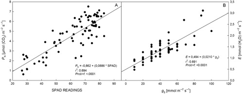 Figure 2 Regressions between: A, SPAD readings vs. P N, and B, g S vs. E.