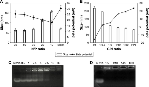 Figure S1 Characterization of the NPs. (A) Particle size and zeta potential of NPs (PEI-PLA/siRNA) formed at different N/P ratios without PEG-PAsp coating. (B) Particle size and zeta potential of PEI-PLA/PTX/siRNA NPs (PTX content 6.04%, N/P=30) with PEG-PAsp coating at various C/N ratios. (C) Gel electrophoresis assay for PEI-PLA/siRNA NPs at various N/P ratios. (D) Gel electrophoresis assay for PEI-PLA/PTX/siRNA NPs with PEG-PAsp coating at various C/N ratios (PTX content 4.81%, N/P=30).Abbreviations: NPs, nanoparticles; PEI-PLA, polyethyleneimine-block-polylactic acid; PEG-PAsp, poly(ethylene glycol)-block-poly(L-aspartic acid sodium salt); PTX, paclitaxel; PPS, PEI-PLA/PTX/siRNA.