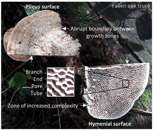 Figure 1. The oak mazegill basidiocarp, growing on the trunk of a fallen oak, was cut into left and right halves to show the presence of growth zones on the pileus surface, the daedaleoid configuration of the hymenophore, and hymenophore zones with a particularly complex configuration. The perception of complexity comes from the loss of radial symmetry by a mixed tubular and lamellate configuration of the hymenophore and by a high prevalence of branches and ends to the lamellate tubes (see insert)
