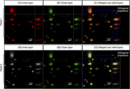 Figure 4 Confocal images of core shell nanoparticles, where the core (A) and shell layers (B) were labeled in the nanoparticles. Panel 1 shows the inner (A1) and outer layer (B1) in red and green, respectively. In the merged image (C1), the green outer layer overlapped with the red core color resulting in a yellow color. Therefore, panel 2 shows the inner (A2) and outer layer (B2) in white and green, respectively, to allow better distinction of the two layers in the merged image (C2). Scale bar: 1 µm.