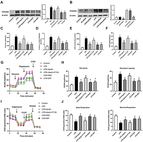 Figure 7 Apelin-13 suppressed LPS-induced pro-inflammatory responses by regulating the NOX4/ROS/PFKFB3-driven glycolysis. (A) BMDMs were treated with apelin-13 (1 umol/L), NAC (2 mmol/L) or DPI (10 umol/L) for 1 h before stimulation with LPS (1 ug/mL) for 6 h. BMDMs were pretreated with F13A (1 umol/L) for 1 h before stimulation with apelin-13. Protein levels of PFKFB3 were analyzed by Western blot. (B) BMDMs were transfected with NOX4 siRNA before stimulation with LPS for 6 h. PFKFB3 were analyzed by Western blot. (C–F) Glucose consumption, lactate production, LDH activity, and ATP production were measured. (G) ECAR was measured using the Seahorse XF. (H) Glycolysis and glycolysis capacity were quantified and displayed as histograms. (I) OCR was measured using the Seahorse XF. (J) Basal respiration and maximal respiration were quantified and shown as histograms. *P< 0.05 vs control group, #P< 0.05 vs the LPS group, &P< 0.05 vs the LPS + Apelin, $P< 0.05 vs NT siRNA group, ^P< 0.05 vs the LPS+NT siRNA (n=3).