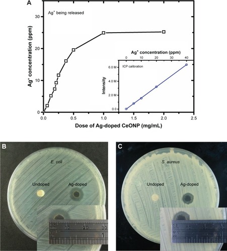 Figure 12 Silver ions eluted from Ag-doped CeONP and the antibiotic rings.Notes: (A) Silver ion concentration of the broth is plotted against the dose of Ag-doped CeONP. Antibiotic rings are found around the disks of silver-doped CeONP in the (B) Escherichia coli and (C) Staphylococcus aureus plates. No ring is observed around the disks of undoped CeONP. These disks are dry powder compacts of nanoparticles, being pressed uniaxially.Abbreviations: CeONP, cerium oxide nanoparticles; ICP, inductively coupled plasma; M, mega.