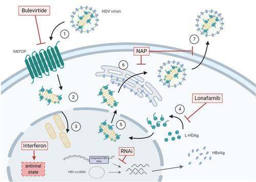 Figure 1 Therapeutic approaches for the treatment of chronic HDV infection are depicted in relation to the viral life cycle. (1) HDV virions attachment to heparan sulfate proteoglycans and binding of L-HBsAg pre-S1 region to the HBV/HDV specific receptor, hNTCP. Viral particles enter the cell through endocytosis and the viral ribonucleoprotein (RNP) is released in the cytoplasm. (2) Viral RNP translocation to the nucleus. (3) HDAg mRNA transcription and replication of HDV RNA. (4) L-HDAg contains a prenylation site that is farnesylated by a cellular farnesyltransferase before being re-translocated to the nucleus. (5) Both forms of HDAg interact with the newly synthesized genomic RNA to form new viral (RNP) that are exported to the cytoplasm. (6) Viral RNPs interact with the cytosolic part of HBsAg at the endoplasmic reticulum surface inducing their envelopment. (7) HDV virions are secreted form the infected cell. The different steps targeted by antiviral treatments are depicted. HBV co-infection is represented by presence of HBV cccDNA and integrated HBV DNA. The figure was created with BioRender.com.