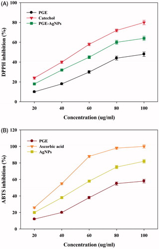 Figure 11. Antioxidant activity of synthesized PGE-AgNPs based on DPPH and ABTS radical-scavenging activities.