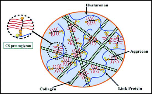 Figure 3 The native extracellular matrix is a heterogeneous networked complex of proteins and glycosaminoglycans that is maintained by multiple covalent and non-covalent interactions.