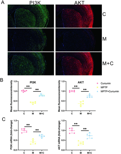 Figure 7 Curcumin activate PI3K/AKT pathway in the striatum. (A) Representative immunofluorescence images of pi3k-positive and akt-positive in the STR of the control, MPTP, and MPTP + Curcumin groups; (B) Quantitative analysis of mean fluorescence intensity of PI3K-positive and AKT-positive regions in the STR; (C) PI3K, and AKT mRNA levels in the STR. The significance is expressed as **p<0.01. The analysis was performed using ImageJ (n = 5).