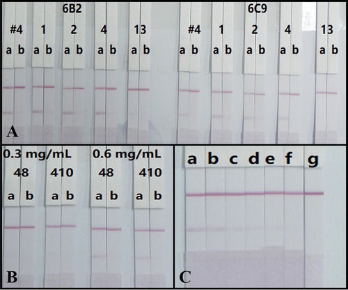 Figure 4. (A) Optimization antibodies (6B2 and 6C9) and surfactants. #4, 1, 2, 4, and 13 represent basic buffer and basic buffer respectively containing PVP, PEG, BSA, and Triton X-100. (B) Optimization the amount of antibody (6B2) labelling and the concentration of antigen spraying. (C) The strip test images of CTV in rice samples. a = 0 μg/kg, b = 50 μg/kg, c = 100 μg/kg, d = 250 μg/kg, e = 500 μg/kg, f = 1000 μg/kg, g = 2500 μg/kg (n = 5).