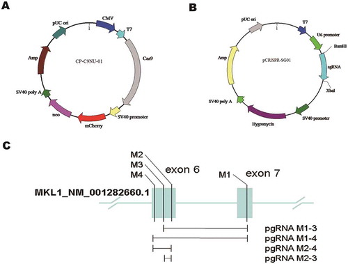 Figure 1. The plasmid construction of pgRNA–Cas9 system. (A) Schematic of vector CP-C9NU-01. Labels of mCherry and neo were co-expressed with Cas9 nuclease. (B) Schematic of vector pCRISPR-SG01. Single-guide RNAs were cloned into pCRISPR-SG01 by BamHI and XbaI. (C) Schematic of pgRNAs designed on exon 6 (M2, M3, M4) and exon 7 (M1) of MKL1 gene, and the fragment cut off by pgRNAs.