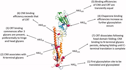 Figure 4. The role of N-linked glycosylation in the folding of INFV HA. The figure shows HA of the INFV A/Aichi/68-derived X31 strain (H3N2) with data derived from PDB ID: 1HGF (Sauter et al., Citation1992b). The polypeptide chain is colored in an N- to C-terminal blue-to-red gradient. The asparagine residues of the seven N-linked glycosylation sites are highlighted in magenta spheres and numbered according to position within mature HA1 or HA2. Labels indicate how the binding of CNX and CRT varies during cotranslational glycosylation.