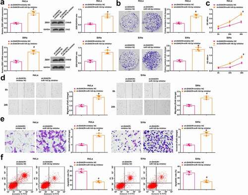 Figure 5. MiR-145-3p inhibition reverses the role of DANCR silencing in CC cells. (a) ZEB1 expression in HeLa and SiHa cells was determined using RT-qPCR and Western blot analysis; (b) Colony formation ability of HeLa and SiHa cells was determined using colony formation assay; (c) Viability of HeLa and SiHa cells was assessed using MTT assay; (d) Migration ability of HeLa and SiHa cells was assessed using scratch test; (e) Invasion ability of HeLa and SiHa cells was assessed using Transwell assay; (f) Apoptosis rate of HeLa and SiHa cells was assessed using flow cytometry; repetitions = 3; # P < 0.05 vs the sh-DANCR + inhibitor NC group; the measurement data conforming to the normal distribution were expressed as mean ± standard deviation and unpaired t-test was performed for comparisons between two groups