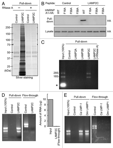 Figure 2. The cytosolic sequence of LAMP2C directly interacts with RNA. (A) Protein interactions of LAMP2C peptide were analyzed by pull-down assay using brain lysates preincubated with or without RNase A. (B) Pull-down assay using lysates of HeLa cells transfected with the indicated constructs. (C) A pull-down assay was performed using brain lysate, and RNA was detected with EtBr. The intense signal in the input lane (*) is presumably degraded RNA in the brain lysate. (D) Interactions of purified total RNA with cytosolic sequence of LAMP2C. Amounts of RNA remaining in the flow-through fraction were quantified by measuring OD260 (n = 4). (E) Interactions of purified total RNA with cytosolic sequences of nematode and fly LAMPs.