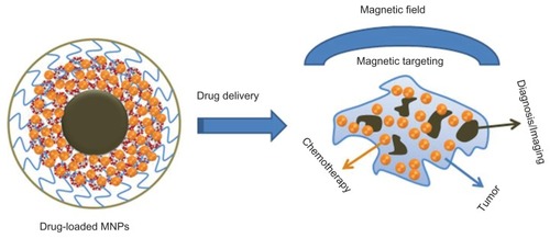 Figure 9 Schematic representation for theranostic application of MNP-CUR formulation.Abbreviations: MNPs, magnetic nanoparticles; MNP-CUR, curcumin-loaded magnetic nanoparticle.