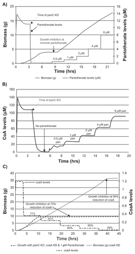 Figure 8 Growth profile and CoA levels in case of panC knockout (KO) with pantothenate supplementation and effect of coaA knockdown under these conditions. Effect of pantothenate supplementation (0.5, 1, 2, 4, 8 uM) on growth profile of panC knockout mutant of E. coli (A), CoA levels (B), and on growth profile of double mutant with panC knockout and coaA knockdown (percentage values indicate percentage knockdown.) (C). panC knockout results in pantothenate auxotrophy where normal growth was restored at 1 μM pantothenate (A). Steady state CoA levels in panC knockout mutant increased in proportion to the amount of pantothenate supplied (B). In a wild type strain, growth inhibition was observed only after 99% knockdown of coaA whereas in the case of panC knockout grown in the presence of 1 uM pantothenate, 70% knockdown of coaA was sufficient to cause growth inhibition (C).