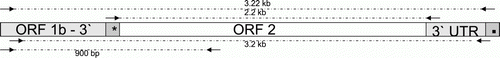 Figure 1.  The 3′ region of the CAstV genome showing the locations of the amplicons produced by RT-PCR for cloning and sequencing. The genomic regions encompassing part of ORF 1b, ORF 2 and the 3′ untranslated region (3′ UTR) are shown together with the locations of the intergenic region (*) and poly A tail (▪). Arrows indicate forward and reverse primers, and dotted lines represent the regions amplified by RT-PCR, together with their sizes (3.22 kb, 3.2 kb, 2.2 kb and 900 bp).