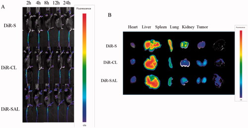 Figure 5. In vivo biodistribution of DiR-loaded liposomes. (A) Fluorescence imaging at different time points after intravenous DiR-loaded liposomes injection in C57BL/6 mice bearing B16F10 cells. (B) In vivo fluorescence images of excised organs and tumors at 24-h postinjection of DiR-loaded liposomes.