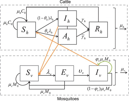 Figure 1. Susceptible cattle hosts, Sh, can be infected when they are bitten by infectious mosquitoes. Infected cattle either become infectious and sick, Ih, or asymptomatic carriers Ah (with a lower infectivity to mosquitoes). They then recover with a constant per capita recovery rate to enter the recovered, Rh, class. Susceptible mosquito vectors, Sv, can become infected when they bite infectious cattle. The infected mosquitoes then move through the exposed, Ev, and infectious, Iv, classes. Birth and death of the population are shown in the figure as well.