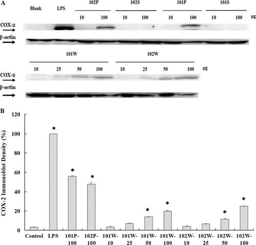 Figure 3.  Western blot analyses of COX-2 and β-actin expressions (A) and percentage of immunoblot density of COX-2 (B) in macrophages stimulated with Lactobacillus paracasei subsp. paracasei NTU 101 and L. plantarum NTU 102 hydrolysates. Macrophages (5×105/well) were cultured with whole cell (W) or bacterial supernatant (S) and precipitate (P) hydrolysates for 24 h. Immunoblot density (%) = sample band intensity/LPS band intensity×100%. Each value is expressed as mean±standard deviation (n=3). Means with asterisk were significantly different compared with control group (*p<0.01).