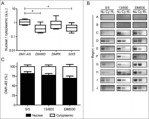 Figure 4. DM1-AS transcripts are present in the nucleus as well as the cytoplasm. (A) Box plots of ENCODE RNA-seq signal ratio between nuclear and cytoplasmic RNA for each of the 4 transcripts from the DM1 locus. The ratio for DM1-AS differs significantly from the ratio for DMWD and SIX5, indicating that DM1-AS transcripts reside more in the nucleus. (B) RT-PCR expression analysis of various regions of DM1-AS (A-J; see Fig. 3 and Fig. S5 for location of these amplicons). Nuclear RNA (Nu), cytoplasmic RNA (Cy) and RT-minus control (R-) from healthy (5/5), DM1 (13/800) and DM1 mouse model (DM500) myoblasts were used as input. Regions A and B, located upstream from DM1-AS, were included as negative controls. Quantification of DM1-AS signals in regions C-J is shown in (C). Bars represent mean + SEM. Black, nuclear RNA; white, cytoplasmic RNA.