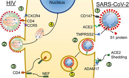 Figure 2 Comparative overview of viral entry and receptor downregulation. Schematic representation of a host cell potentially co-infected with HIV (left side) and SARS-CoV-2 (right side). [1] Binding of HIV or SARS-CoV-2 to key receptors. Both SARS-CoV-2 require initial interaction with specific receptors at the cell membrane: HIV binds to CD4 and co-receptors CCR5 and CXCR4 (left) and SARS-CoV-2 binds to host cell receptors CD147 or ACE2 (right). Binding of SARS-CoV-2 to ACE2 receptor requires initial cleavage of the viral S1 glycoprotein assisted by human protease TMPRSS2 so that viral S2 protein can be internalized along with the rest of the virion (right). [2] Entry of virus into cell. HIV fusion with the cell membrane leads to disassembly of the virion in the cytoplasm, leading to the release of viral genetic material, reverse transcription and [4] eventual integration of viral DNA into the host cell DNA, whereas SARS-CoV-2 enters the cell through endocytosis after binding to ACE2 or CD147. [3] Downregulation of CD4 by NEF or ACE2 by ADAM17. Viral internalization (infection) leads to downregulation of the initial entry receptor for HIV (CD4, mediated by the viral Nef polypeptide) and ACE2 for SARS-CoV-2, which is cleaved by the host ADAM17. [5] Fusion of the endosome and the virus. The viral membrane and endosome membrane fuse, releasing SARS-CoV-2’s genome into the host cell. Illustration credit: Nicholas J. Evans.