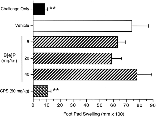 Figure 5.  Lack of effect of B[e]P exposure on the DTH response to C. albicans. Mice were administered either vehicle (corn oil) or B[e]P SC daily for 28 days. Positive control mice were administered (IP) 50 mg/kg CPS on Days 25–28. Mice were sensitized on Day 21 with C. albicans. The right footpad of each mouse was pre-measured and challenged with chitosan antigen on Day 29, with post-measurement occurring 24 [± 2] h after challenge. The back-ground footpad swelling was determined in a group of mice that were challenged but not sensitized (challenge only). The data are expressed as footpad swelling (mm × 100). Values represent the mean (± SE) from eight animals per group.