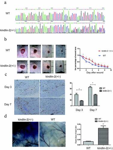 Figure 2. Effect of Kindlin-2 on wound healing in kindlin-2 (±) mice. a: Kindlin-2 (±) heterozygosity resulted in a bimodal image 350 bp behind that of normal control mice. b: Kindlin-2 gene knockout prolonged the healing time of mouse back wounds, * indicates P < 0.05. c: Skin wounds on day 3 and day 7 were selected, and CD31 (brown) in vascular endothelial cells was identified by immunohistochemistry. The bar = 100 microns. d. Comparison of the differences between the two groups by calculating the absorbance of Evans Blue through skin exudation